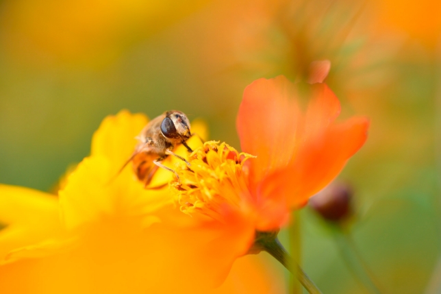 Lens used: Model F017<br>Focal length: 90mm<br>Exposure: F5.6 1/2000 sec