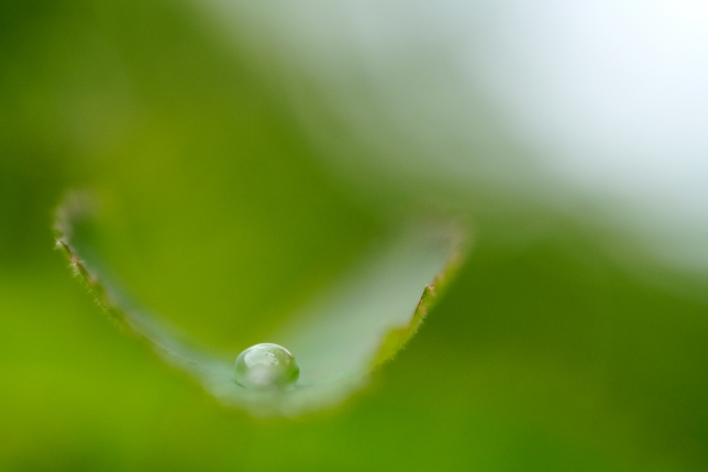 Lens used: Model F072<br>Focal length: 90mm<br>Exposure: F2.8 1/2000 sec
